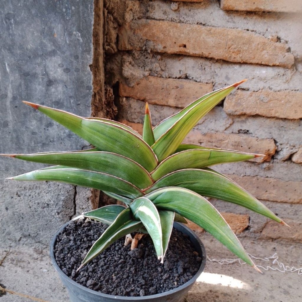 Sanseviera Johanesburg Varigata