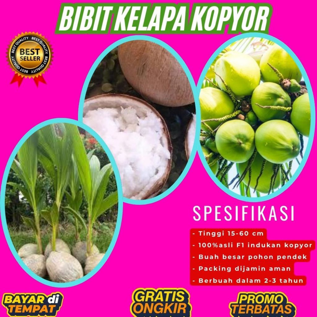 KUALITAS TERBAIK  Bibit Kelapa Kopyor Kultur Jaringan, Bibit Kelapa Kopyor Madu