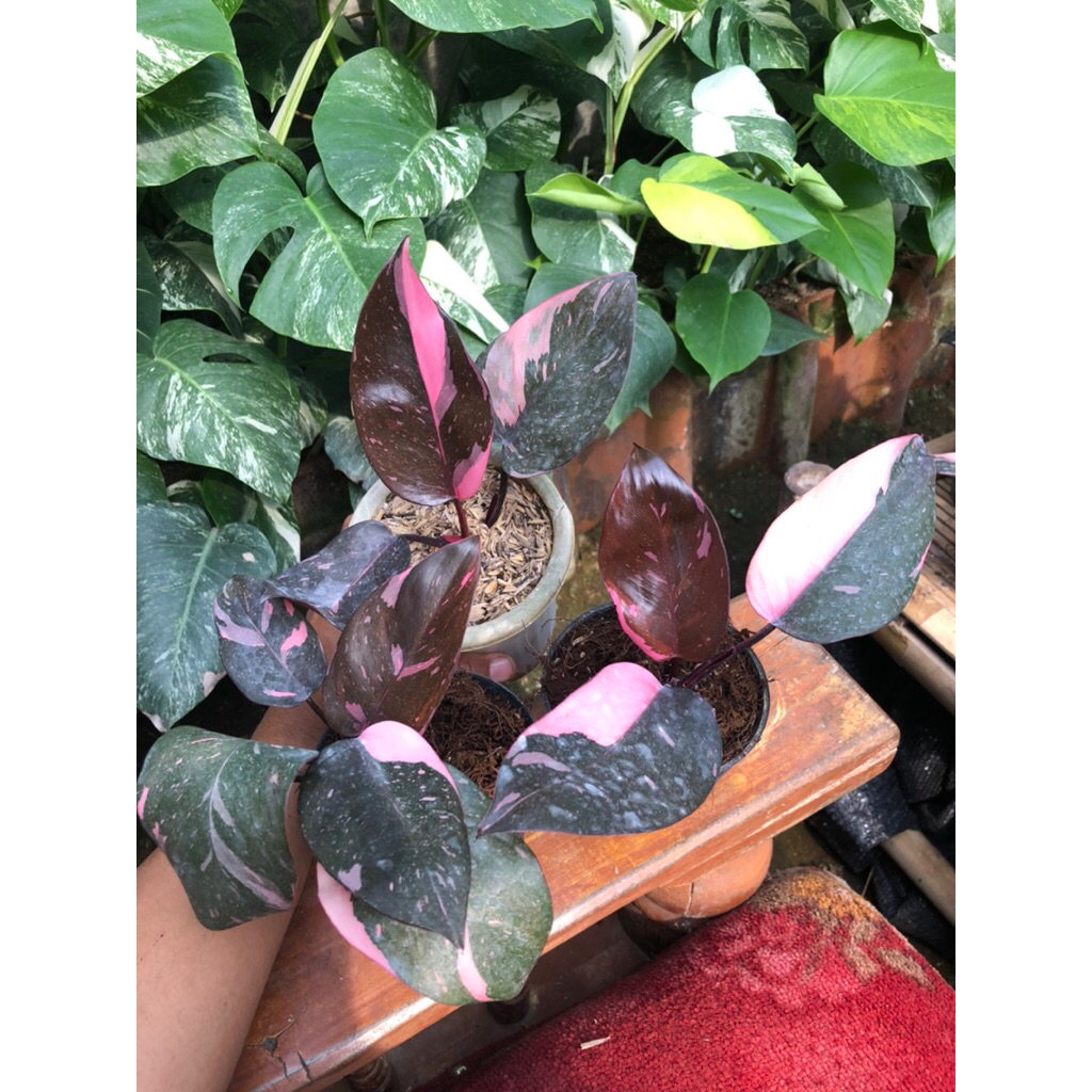 Tanaman Hias Philodendron Pink Princess Galaxy / Pink Princess Galaxy marble / Philodendron Pink Pri