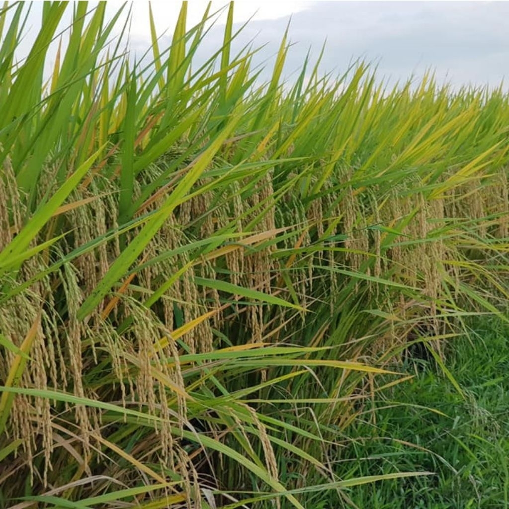 Benih Padi IF 16 AB2TI Kemasan 5Kg