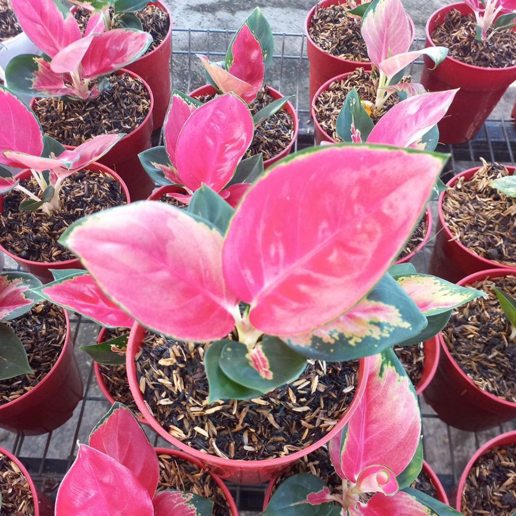 Aglaonema sukzom jaipong anak