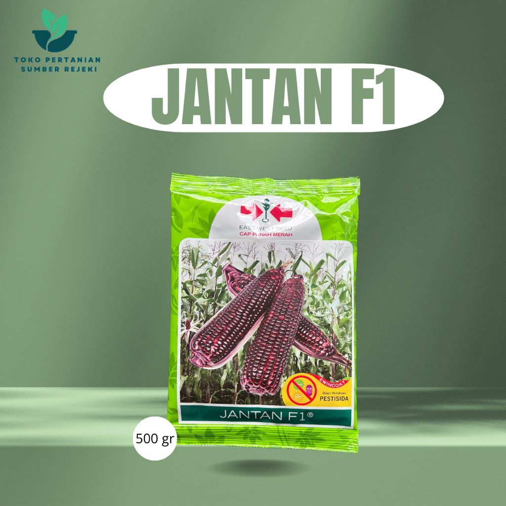 BENIH JAGUNG JANTAN F1