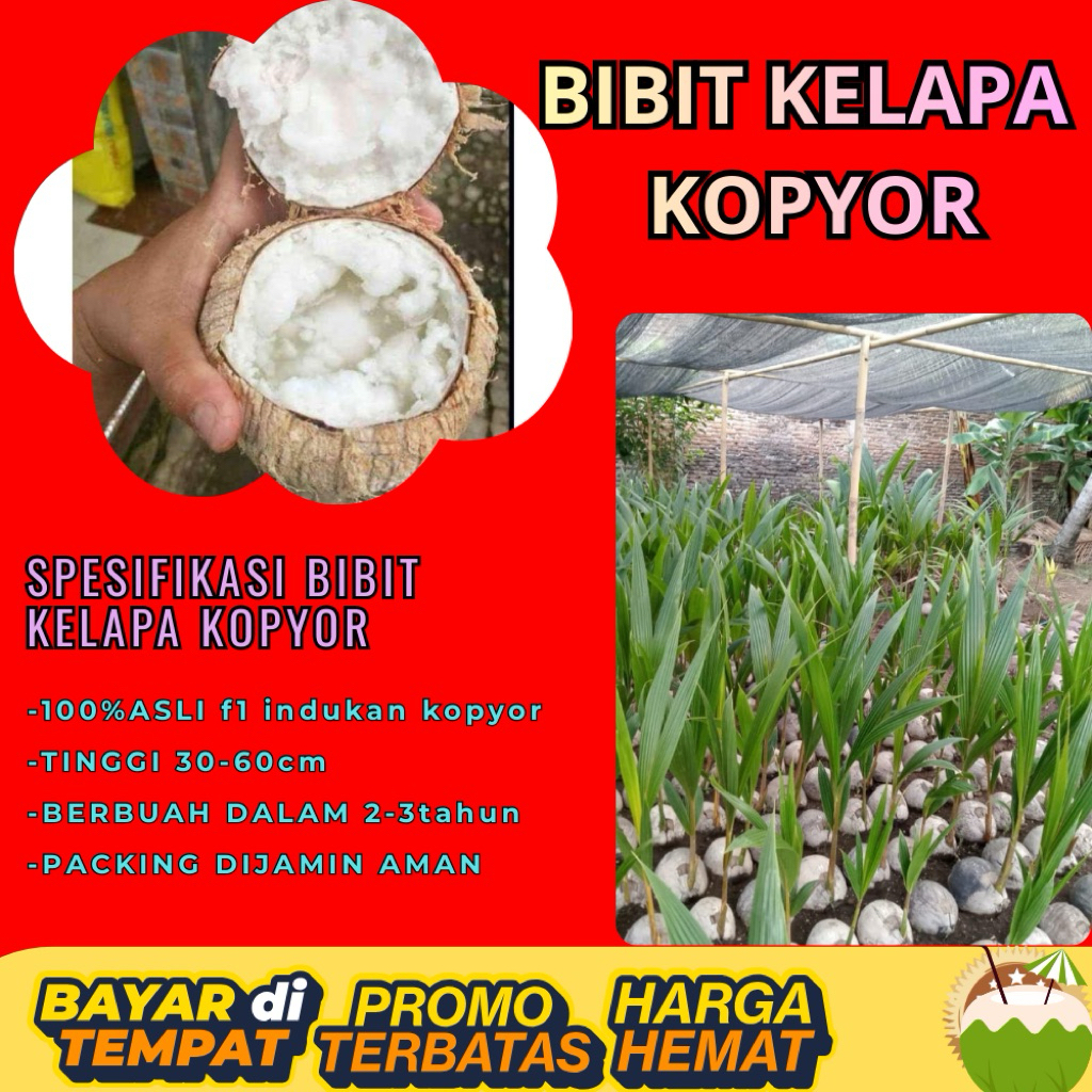 POHON PENDEK  Bibit Kelapa Kopyor Harga, Bibit Kelapa Kopyor Jelly, Bibit Kelapa Kopyor Jelly Thaila