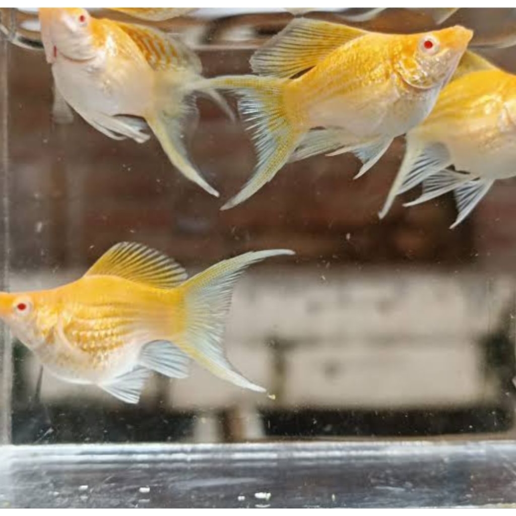 Dekorasi Albino Molly remaja Random