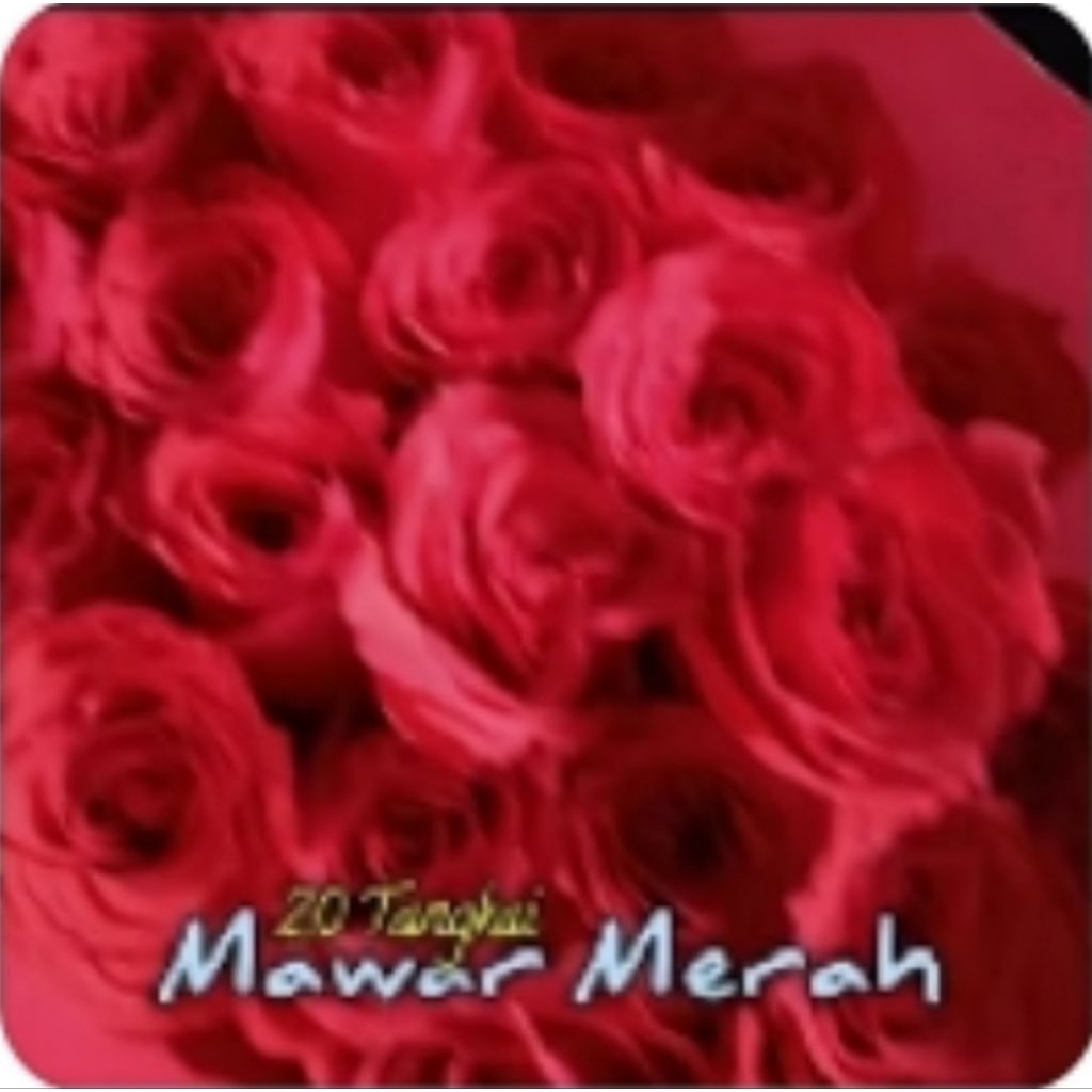 bunga mawar merah bandung dan malang bunga potong asli dan segar 20 tangkai