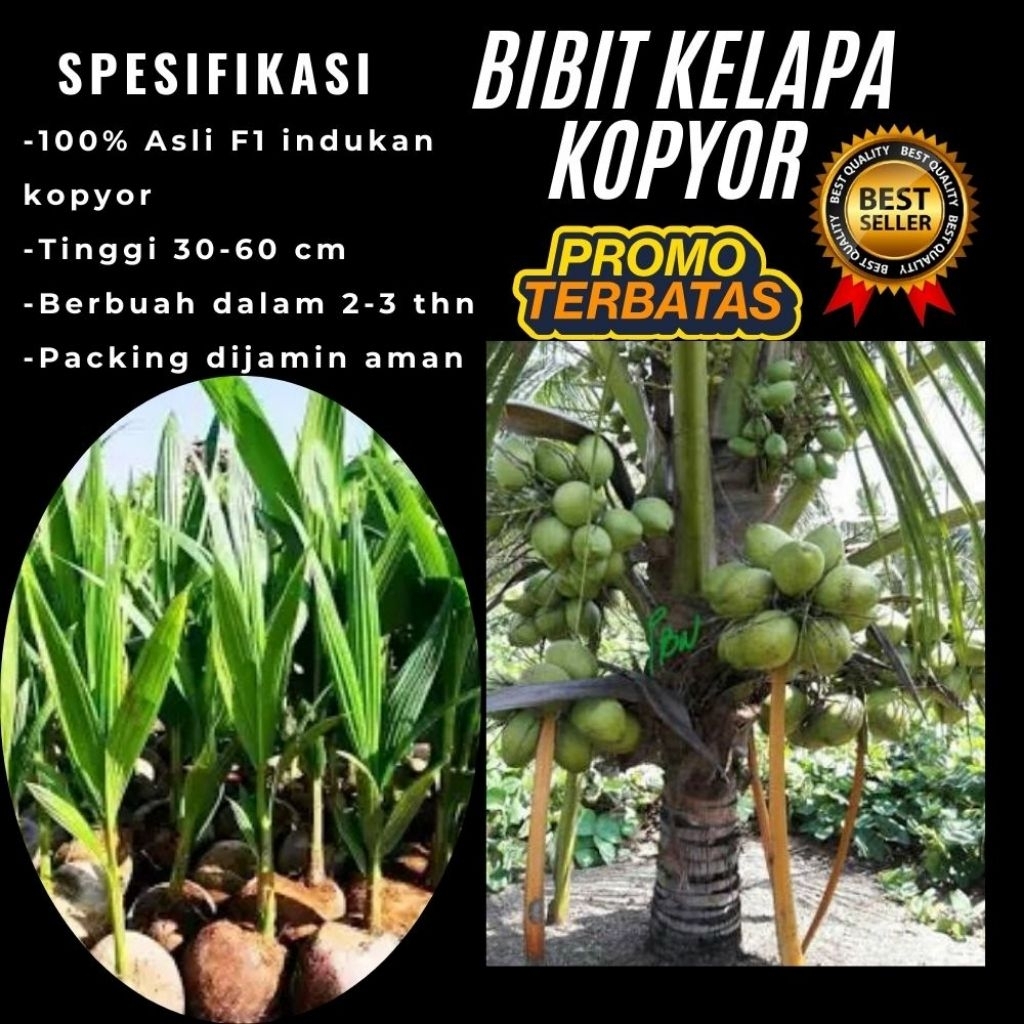 KUALITAS TERBAIK  Bibit Kelapa Kopyor Kultur Jaringan, Bibit Kelapa Kopyor Madu