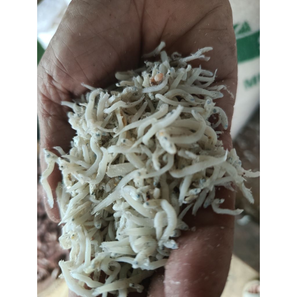 Teri Medan | Ikan asin teri Medan | Ikan asin teri