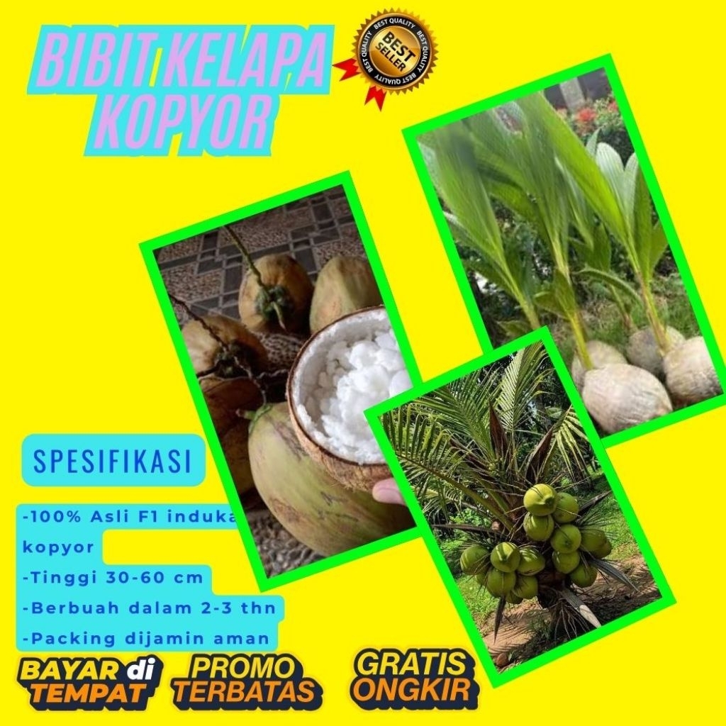 DIJAMIN ASLI  Pohon Kelapa Kopyor Kultur Jaringan, Pohon Kelapa Kopyor Madu