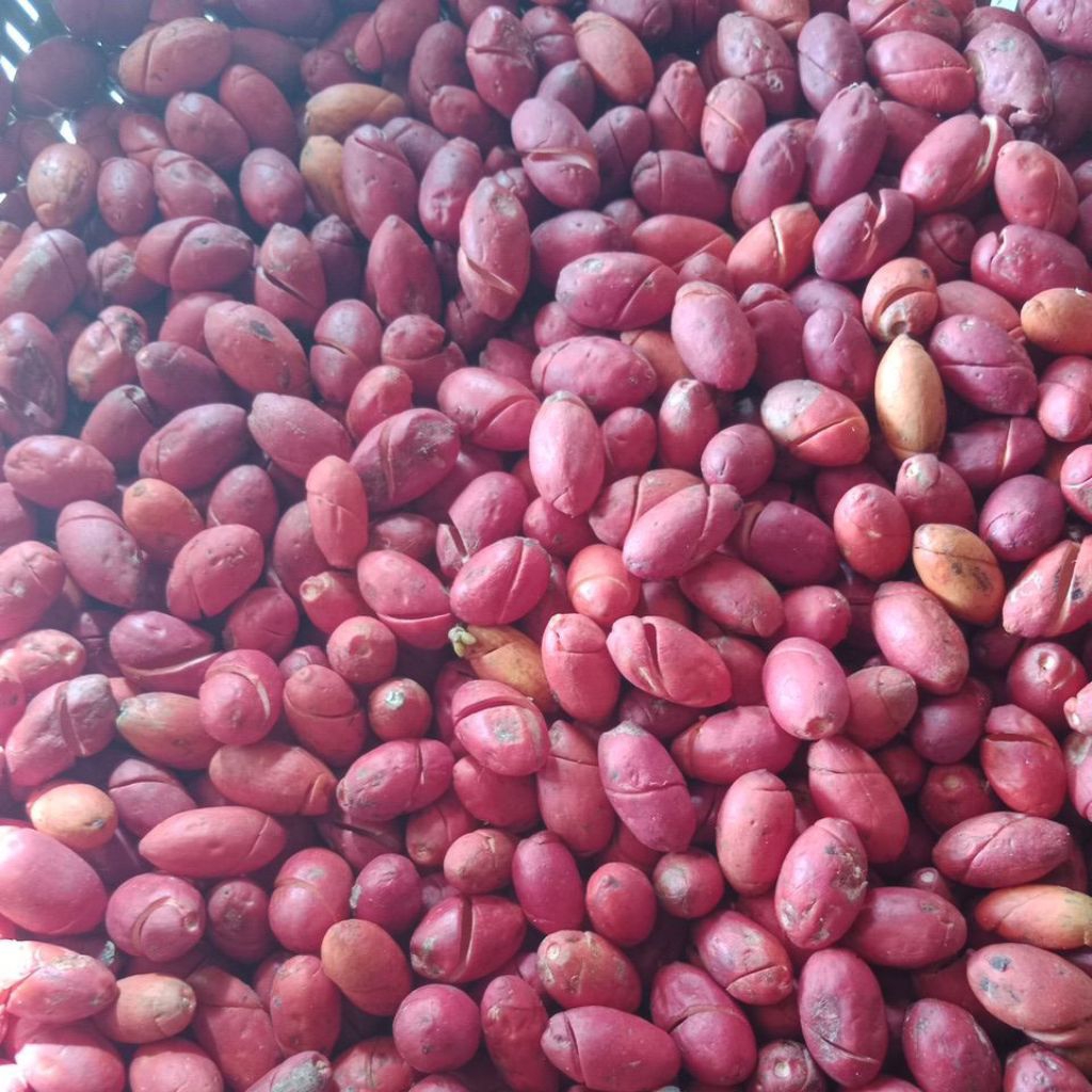 kulit melinjo fresh baru kupas