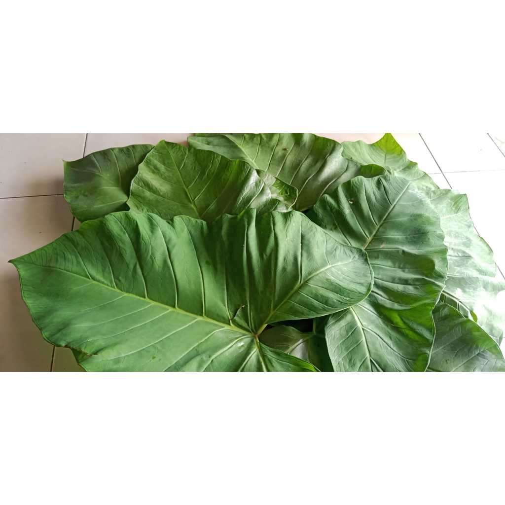 Daun lompong