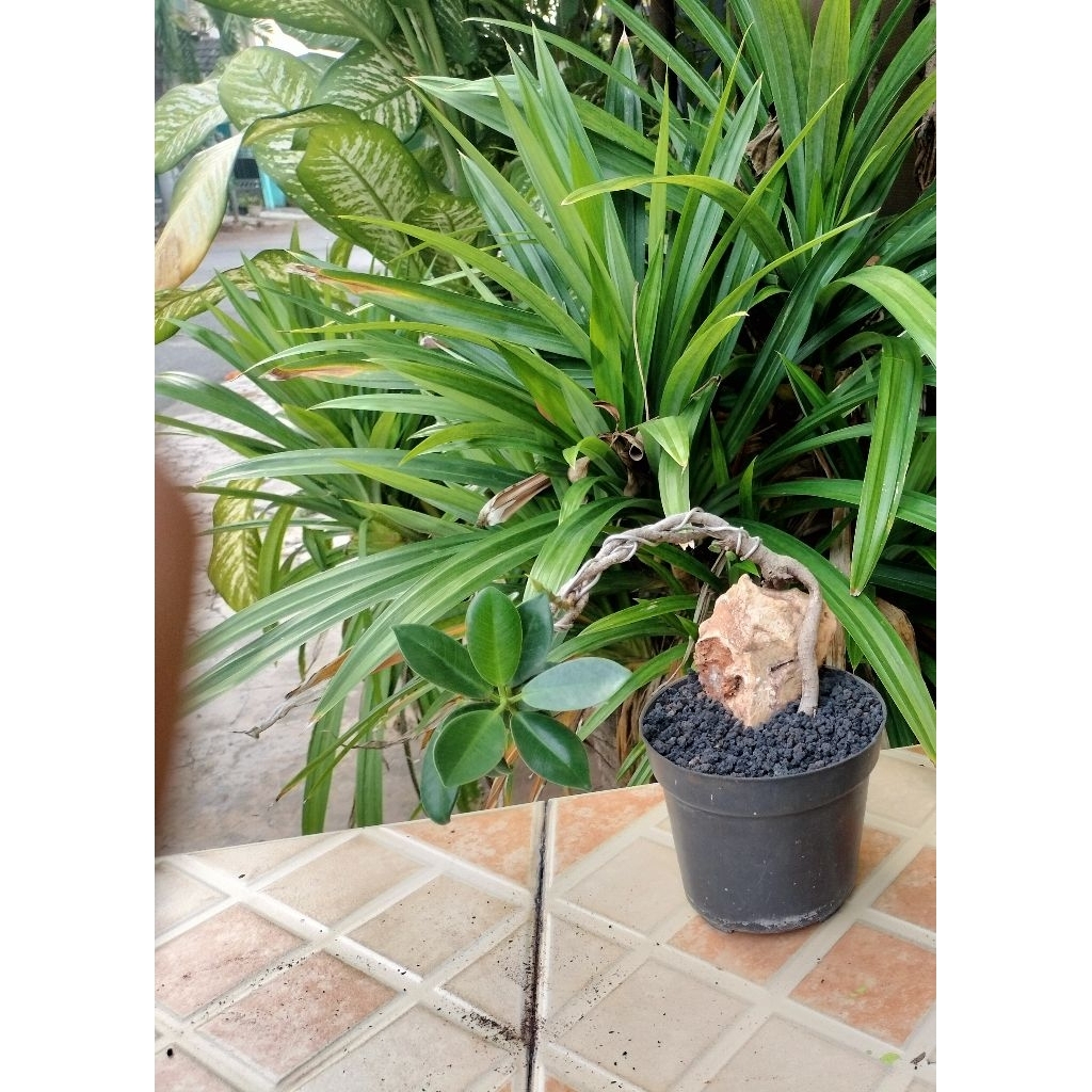 tanaman bonsai beringin dolar on the rock murah dan pasti berkualitas
