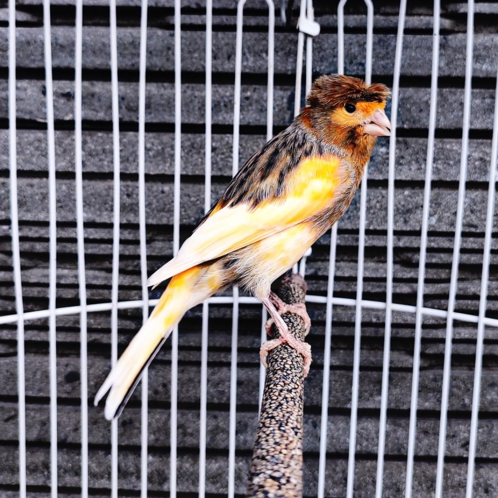 Kenari AF Jambul/Gloster Bon Orange - Jantan Gacor (Only Instant Delivery)