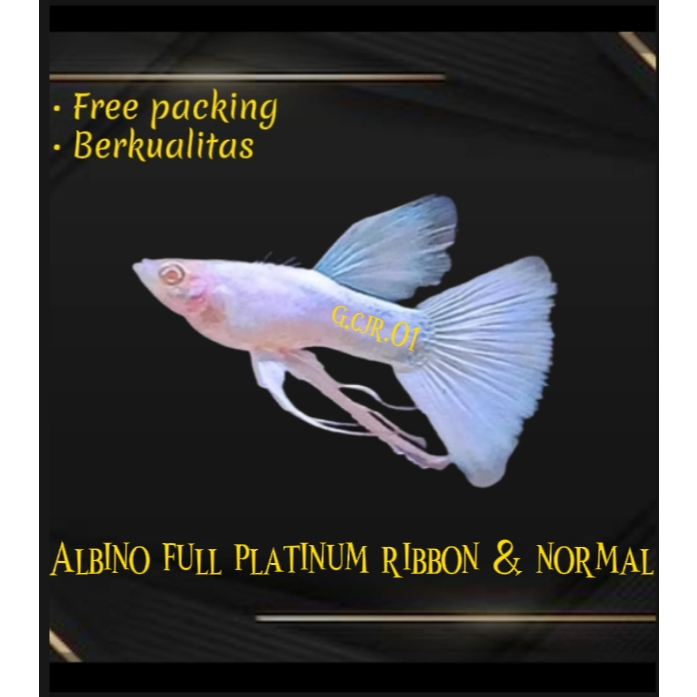 Soliter Background Albino full platinum ribbon & normal