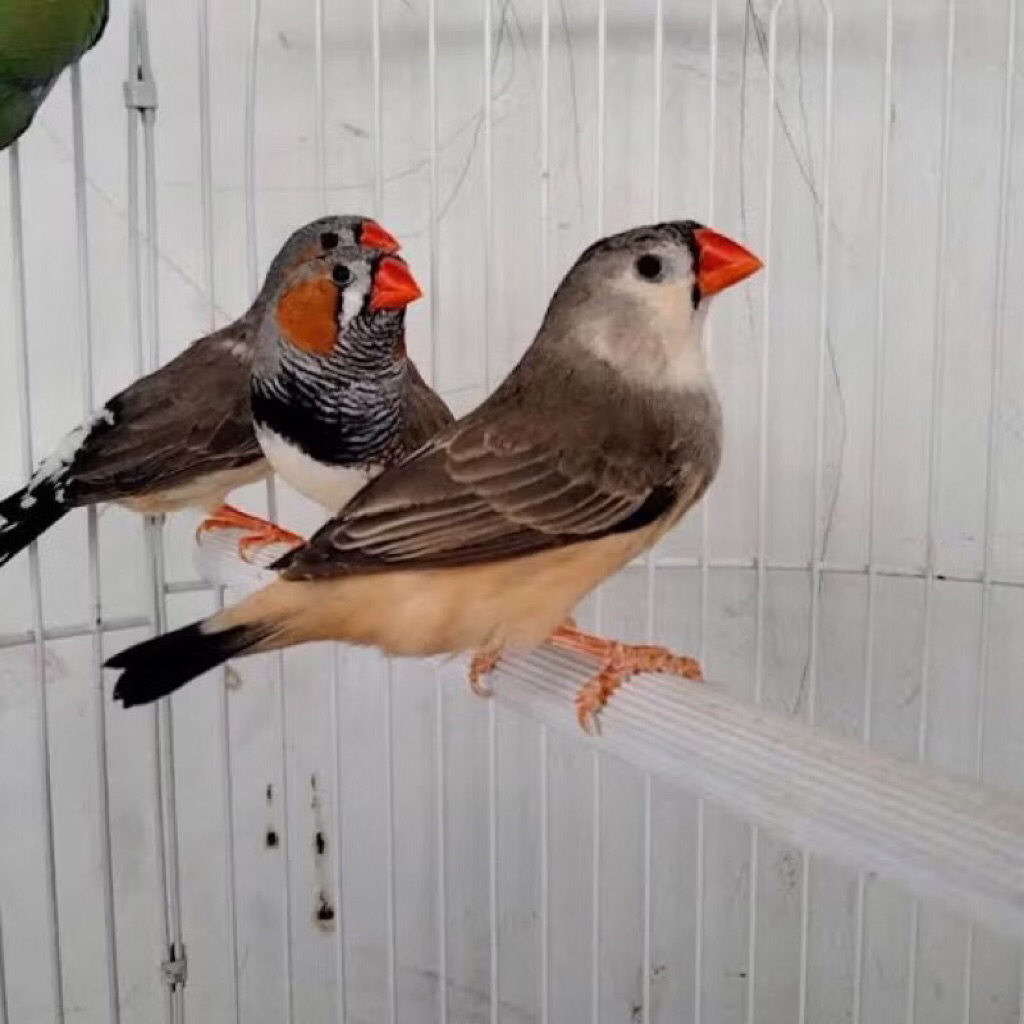 Burung zebra Finch holland pasangan