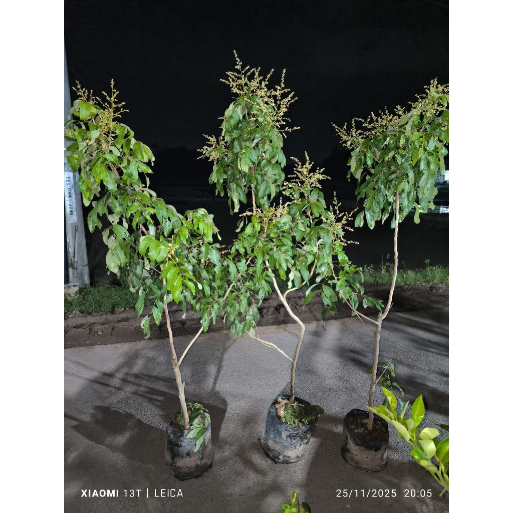 bibit kelengkeng diamond river full bunga (tinggi rimbun)