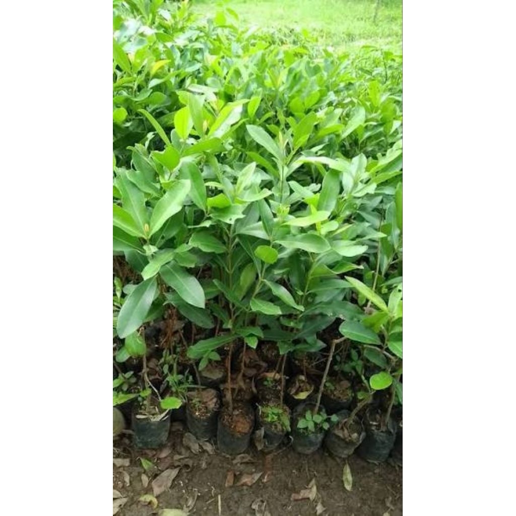 Bibit Pohon Juwet Hitam Cepat Berbuah Dalam Pot