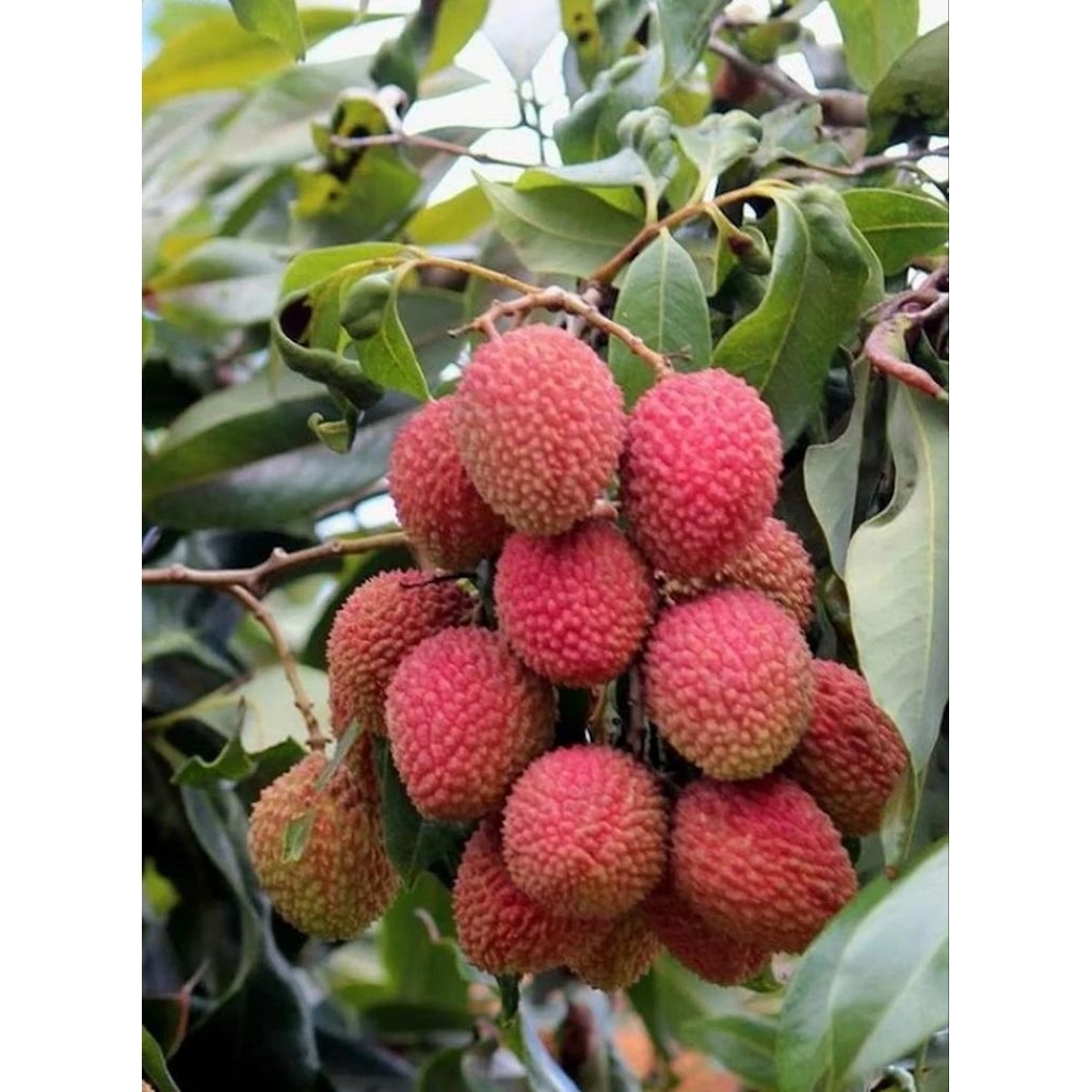 Bibit Pohon Buah Leci Merah atau Leci Com