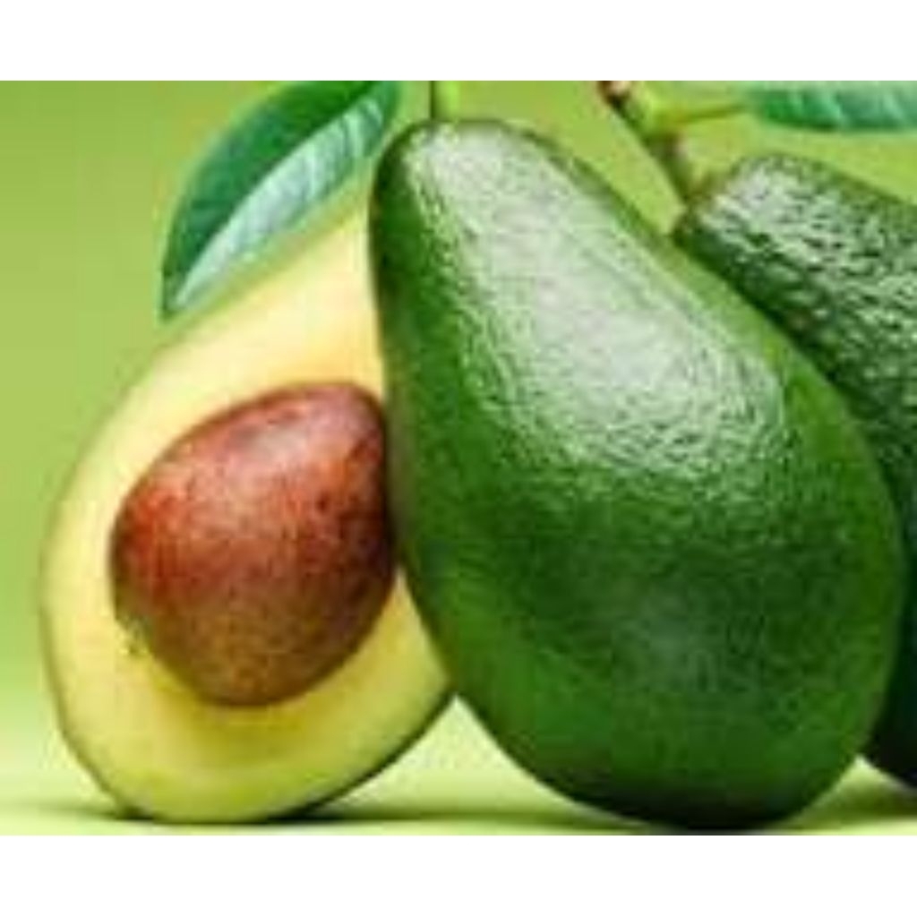 tanaman apokat miki berbunga berbuah