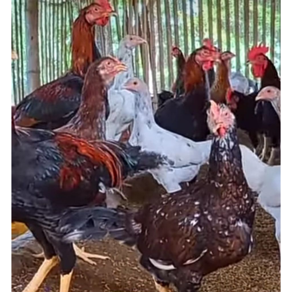 Ayam kub betina petelur 6bulan