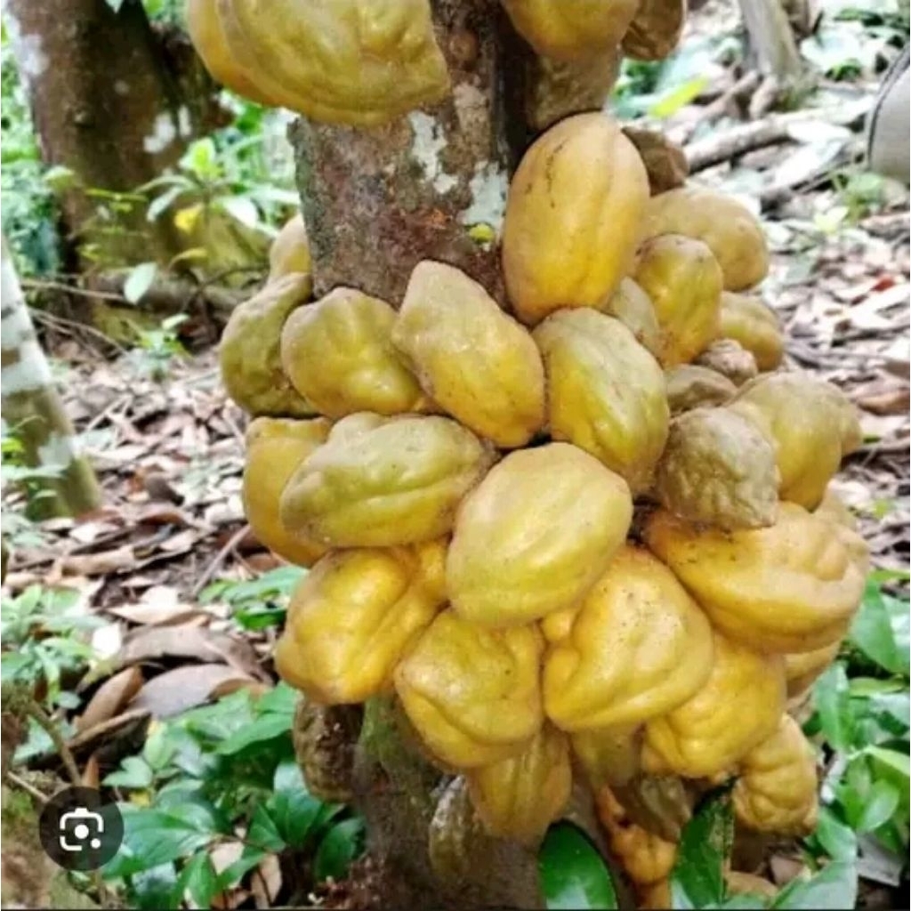 Buah namnam(Pukih)/biji