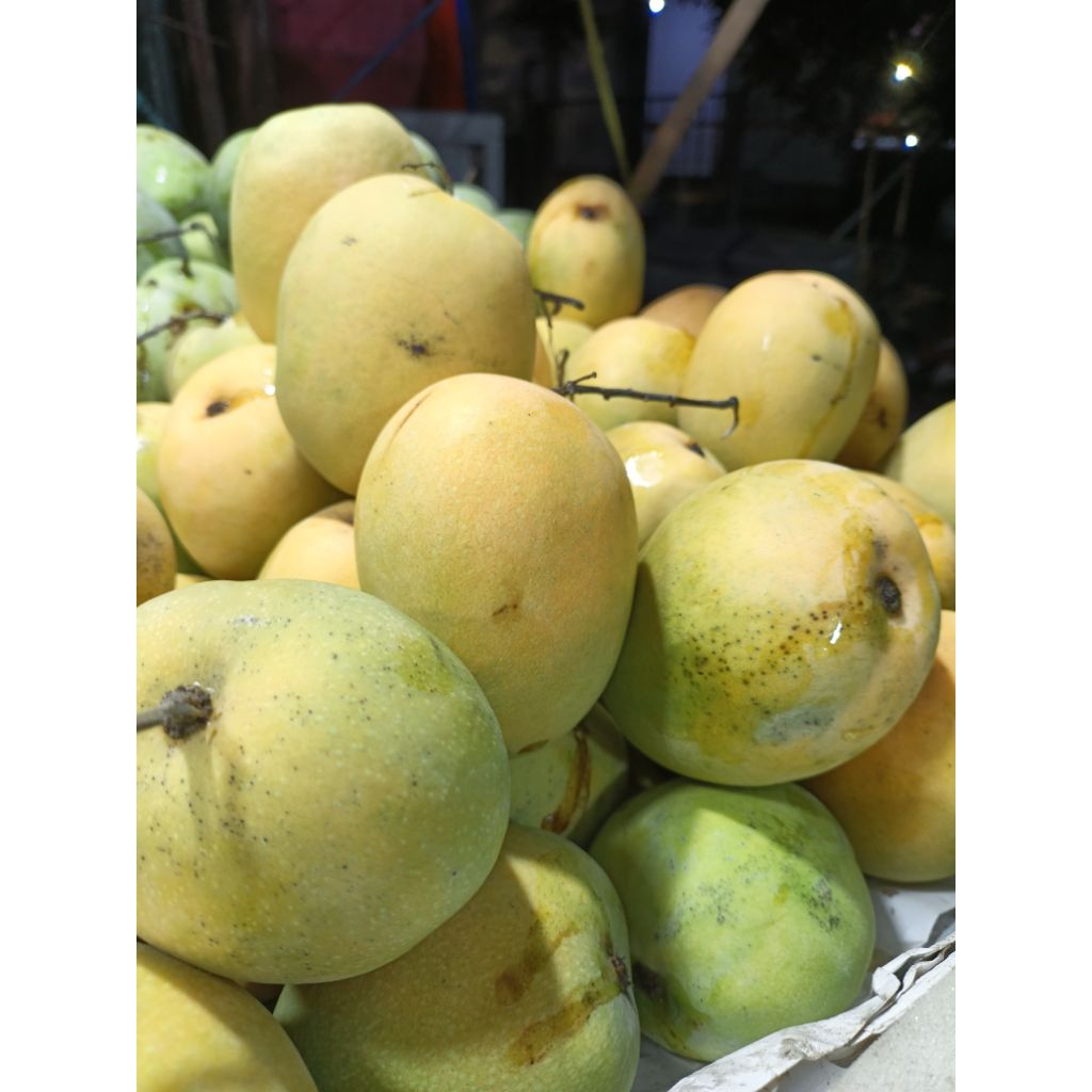 mangga gedong