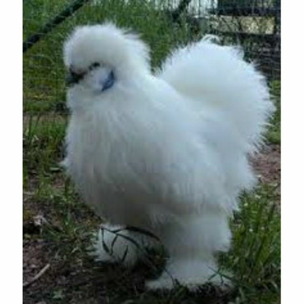 TELUR AYAM HIAS SILKIE FERTIL UNTUK DITETASKAN