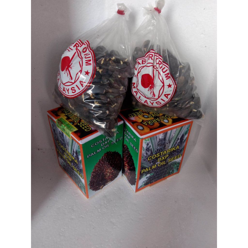 bibit cambah sawit costarika isi 250 butir