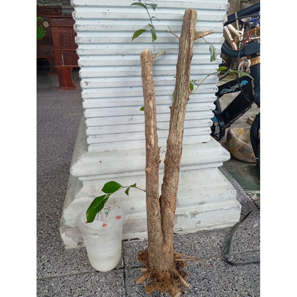 kemuning dongkelan akar batang kemuning lokal bahan bonsai