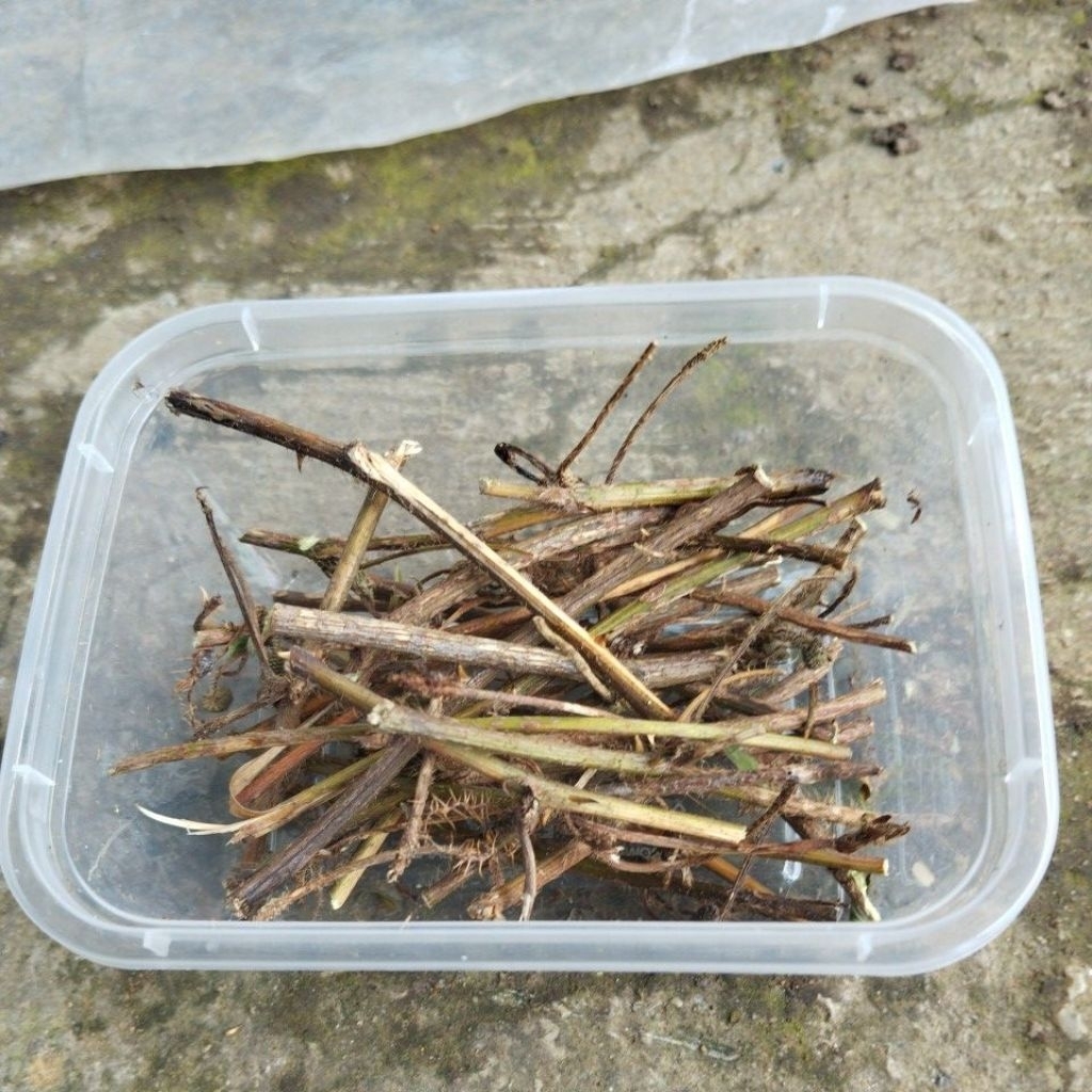 dahan putri malu kering per kemasan