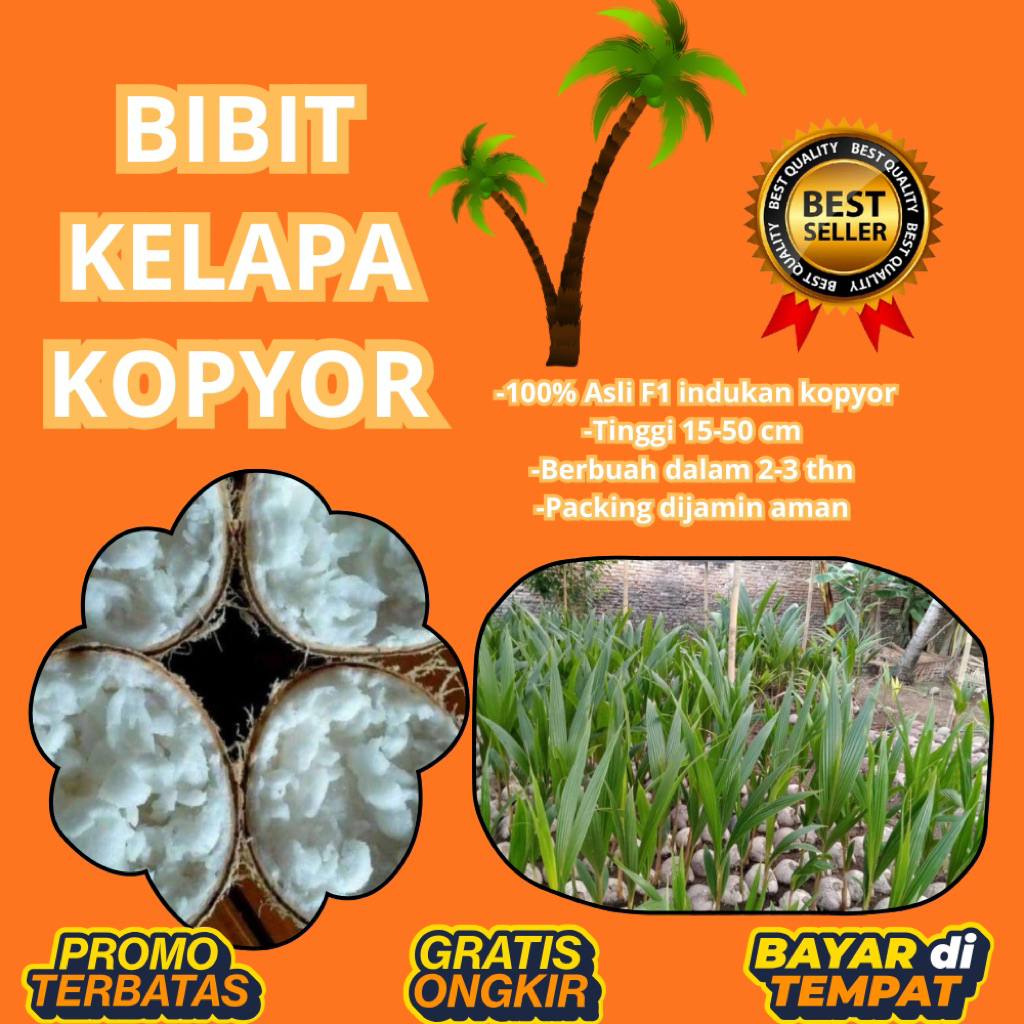 KUALITAS UNGGULAN  Bibit Kelapa Kopyor Madu, Bibit Kelapa Kopyor Super, Bibit Kelapa Kopyor Terdekat