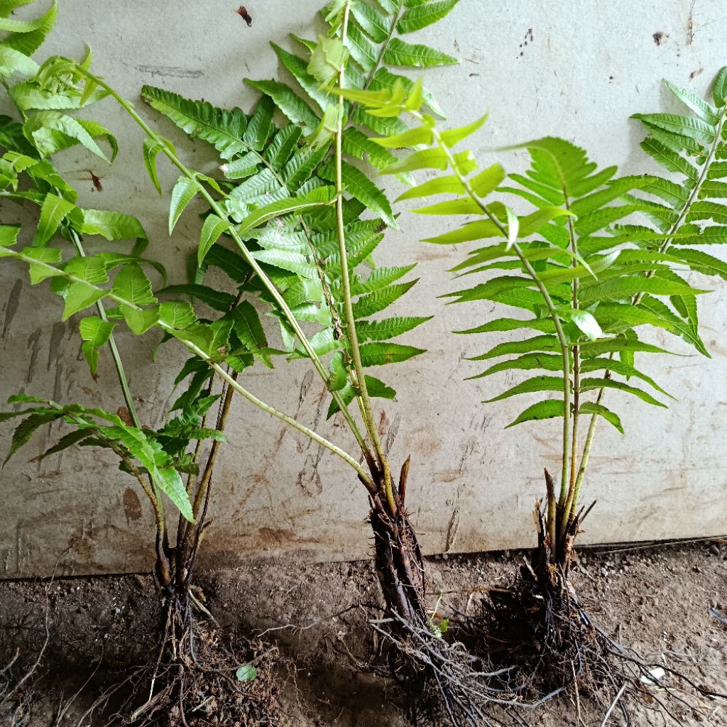 Bibit Pakis Sayur Organik Siap Tanam