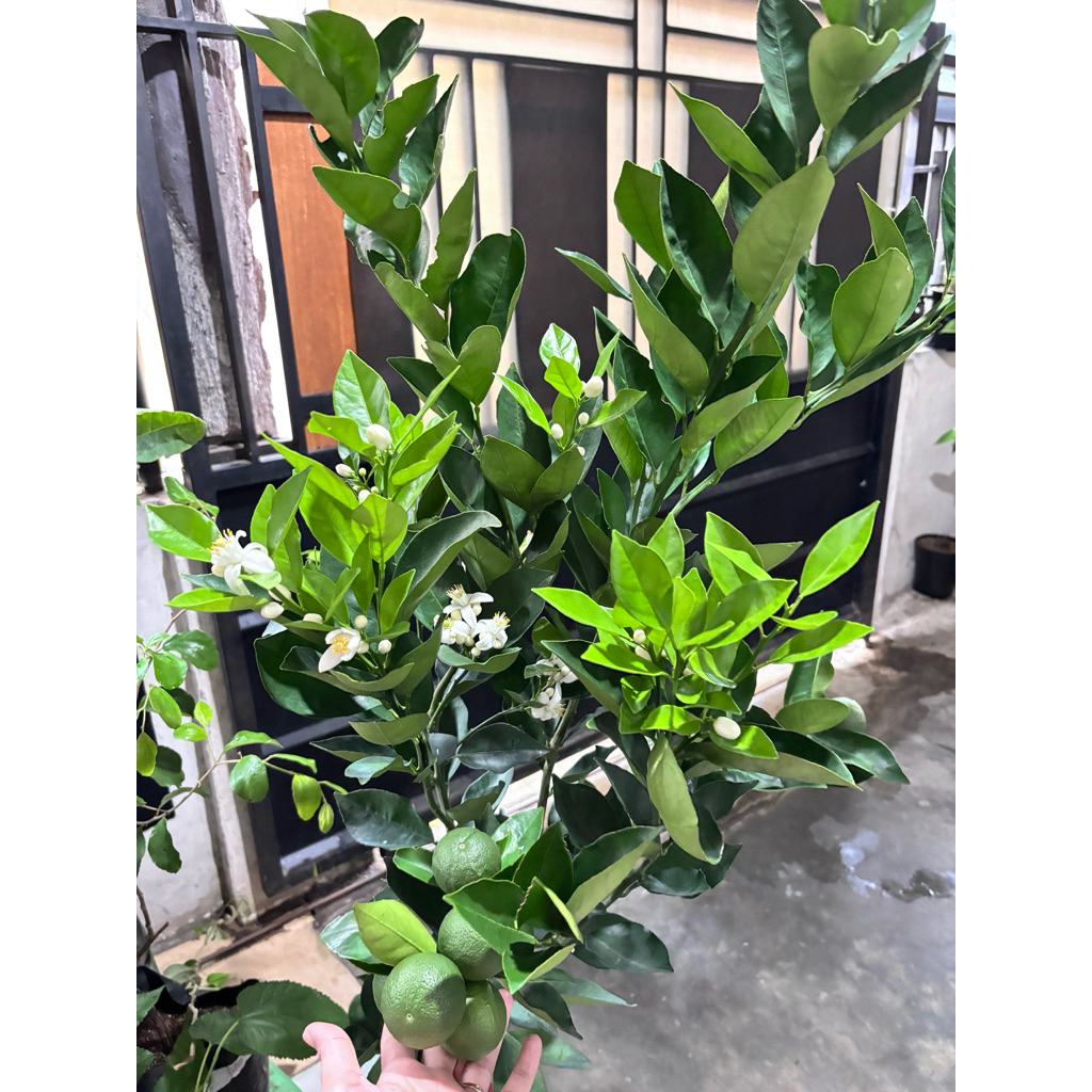 bibit tanaman buah jeruk sunkist merah