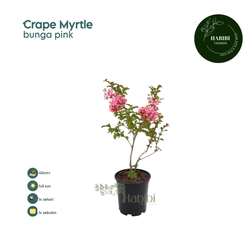 Tanaman Sakura Bungur Lokal Pink (Lagerstroemia Speciosa) - Sakura Pink