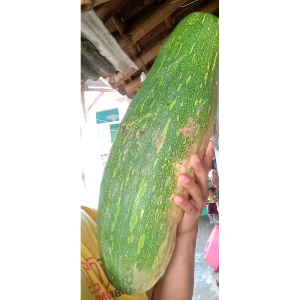 Labu kuning tua (lonjong) jual 1 buah utuh