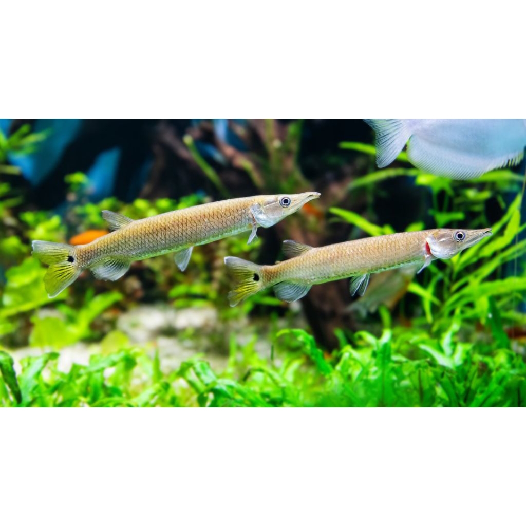 Hujeta gar hiasan aquarium