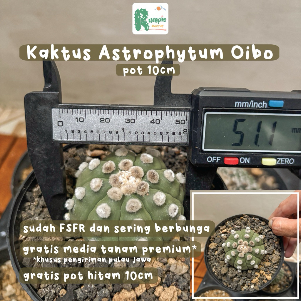 Kaktus Astrophytum Oibo
