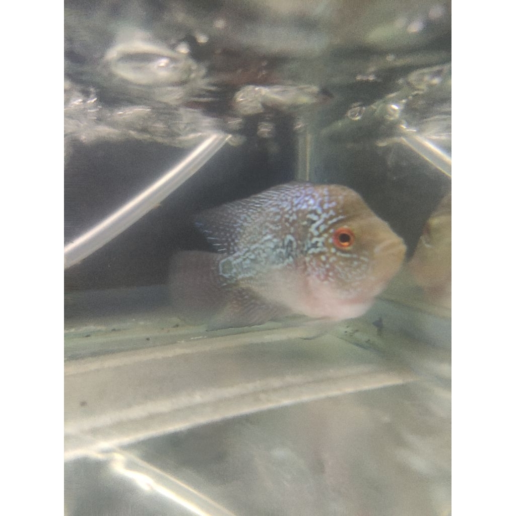 lohan kamfa sb ukuran 3 jari