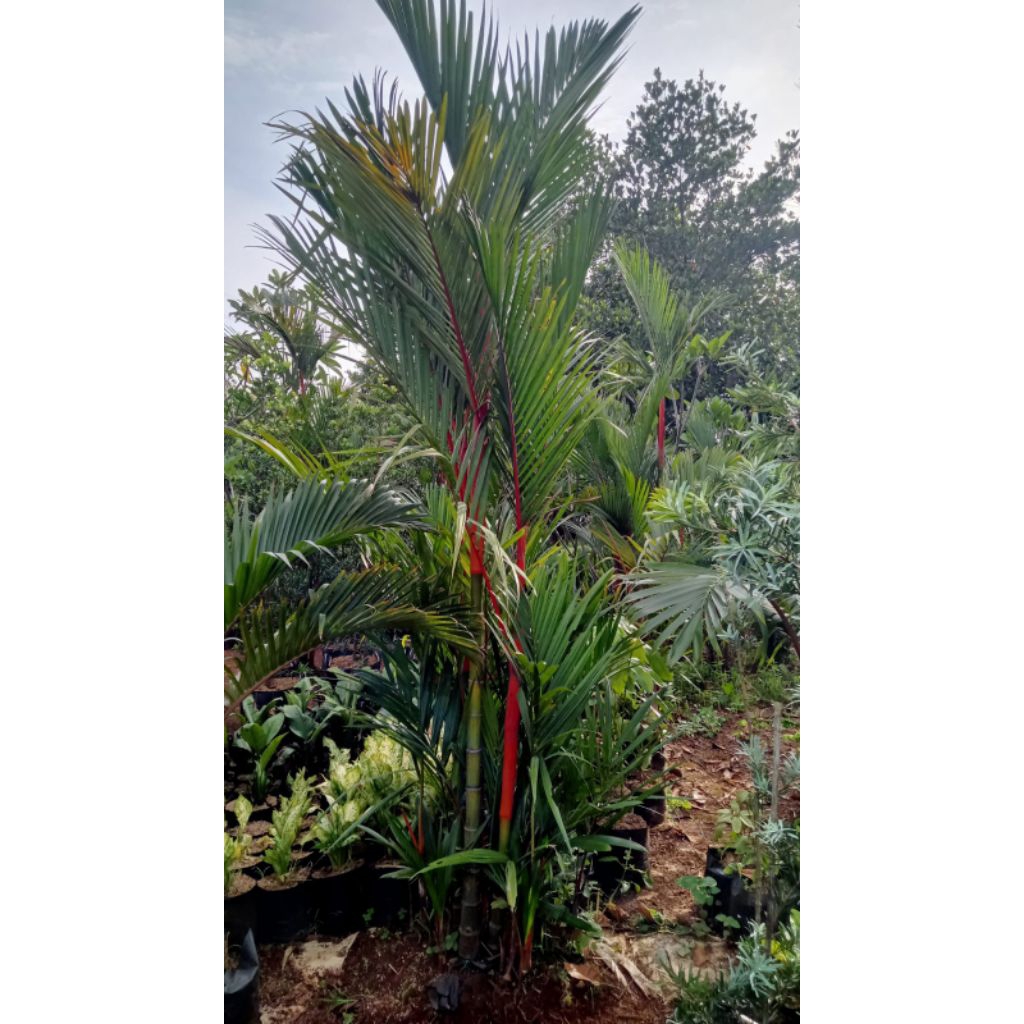 Tanaman Hias Palem Merah Tinggi 3 Meter Pohon Palem Merah Tinggi 3 Meter
