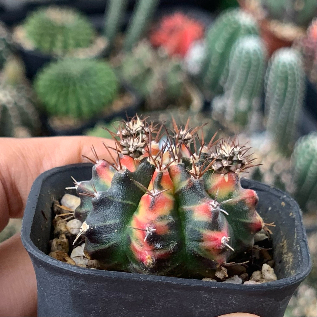 Gymnocalycium mihanovichii multicolor multicolour gymno miha kaktus tanaman hias hidup gurun mihanov