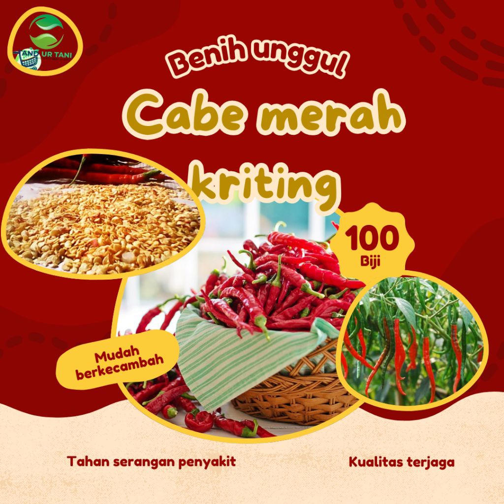 (100Benih)Benih.biji.cabe.merah.kriting
