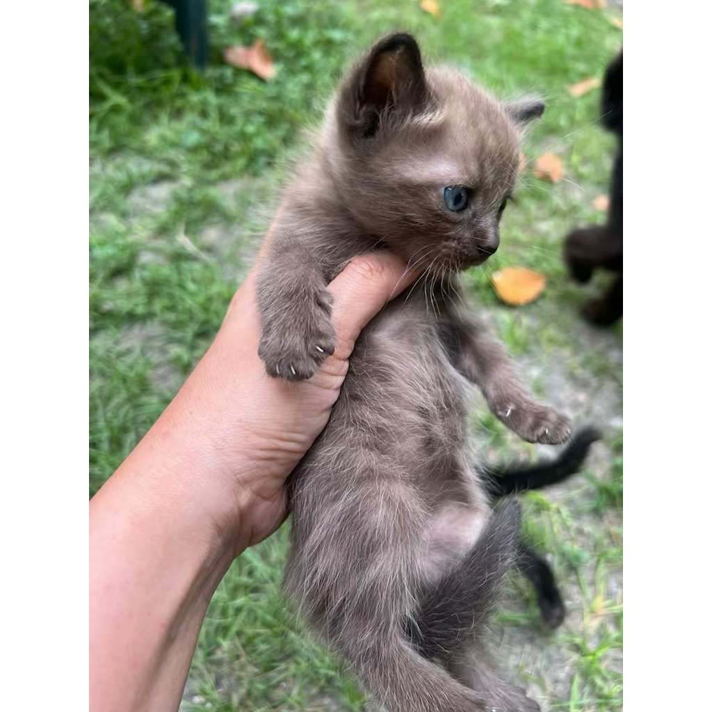 Kucing SIAMESE Persia x Himalaya