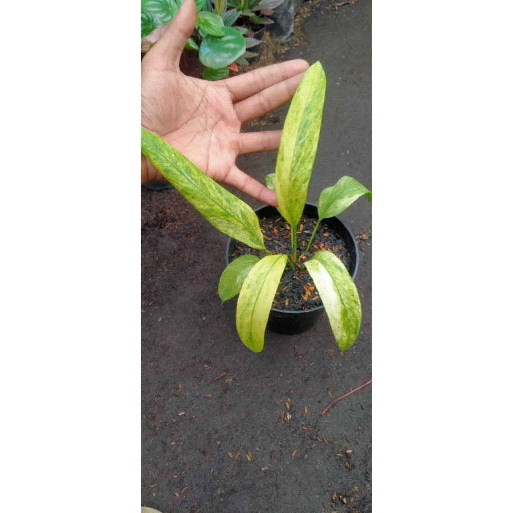 anthurium vittarifolium(anthurium dasi varigata)