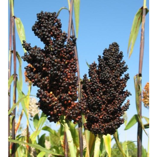 50-Biji Benih Sorgum Jagung Cantel Hitam