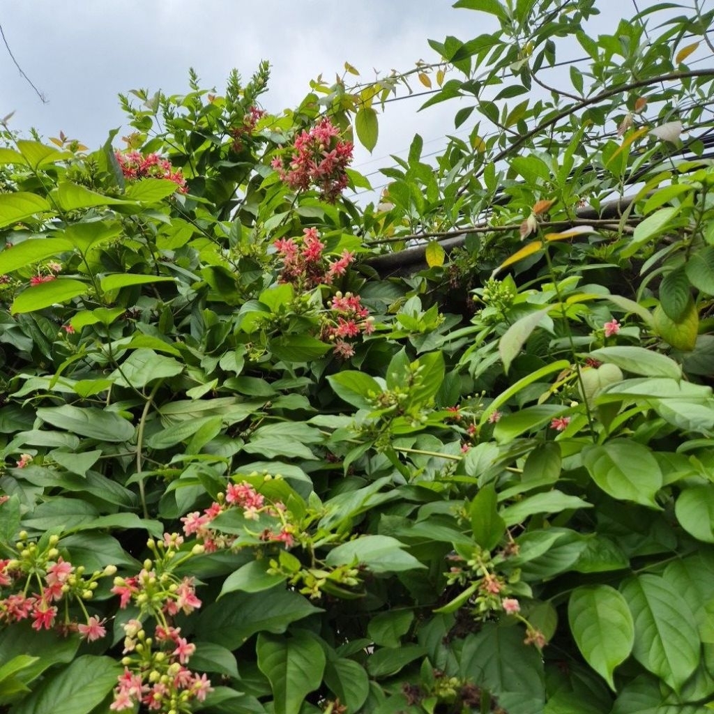 bibit tanaman melati belanda tumpuk