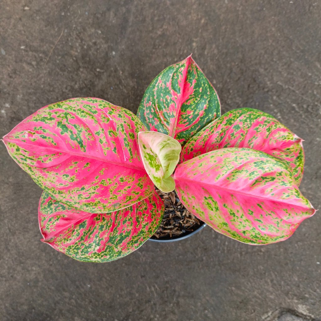 Aglaonema Wulandari