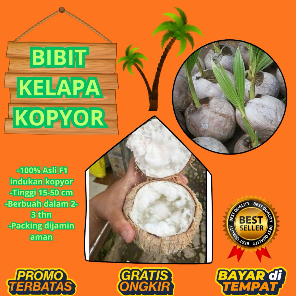 LANGSUNG DARI INDUKAN  Bibit Kelapa Kopyor Asli