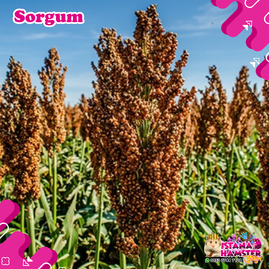 Sorgum Cantel Gandrung: Pakan Hamster Bergizi, Lezat, dan Murah dari Istana Hamster Jogja