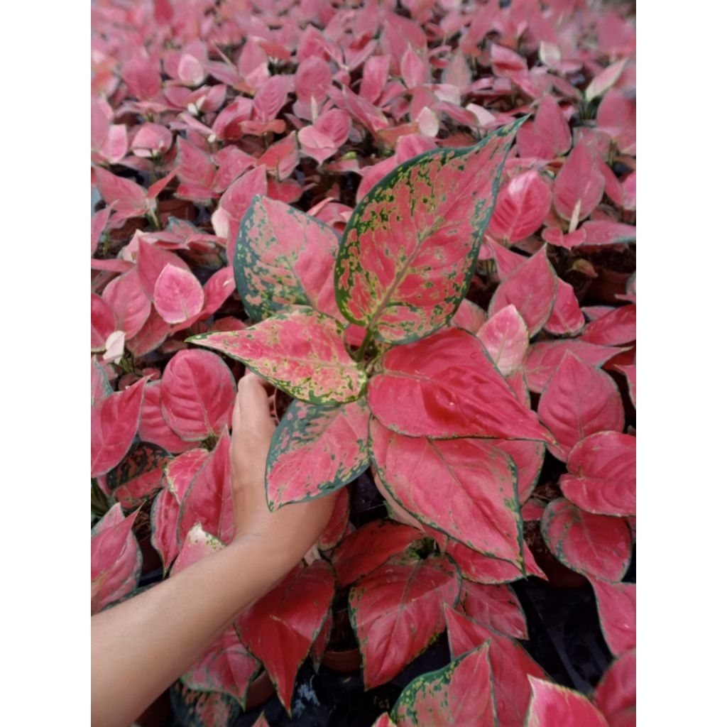 Grosir aglonema - tanaman hias bunga