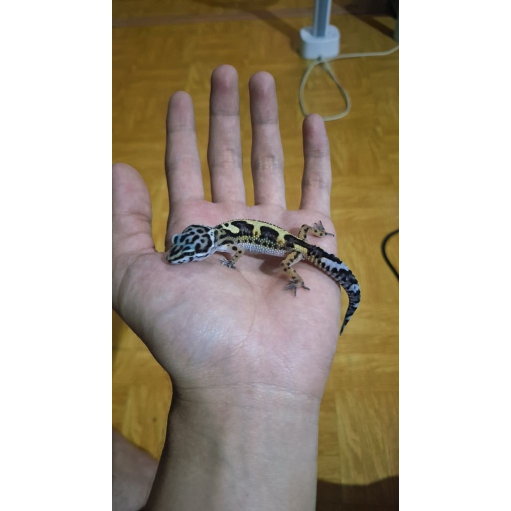 Leopard Gecko Prediksi Female - Mack Snow Black Night Jungle - Usia Baby Mulus Sehat