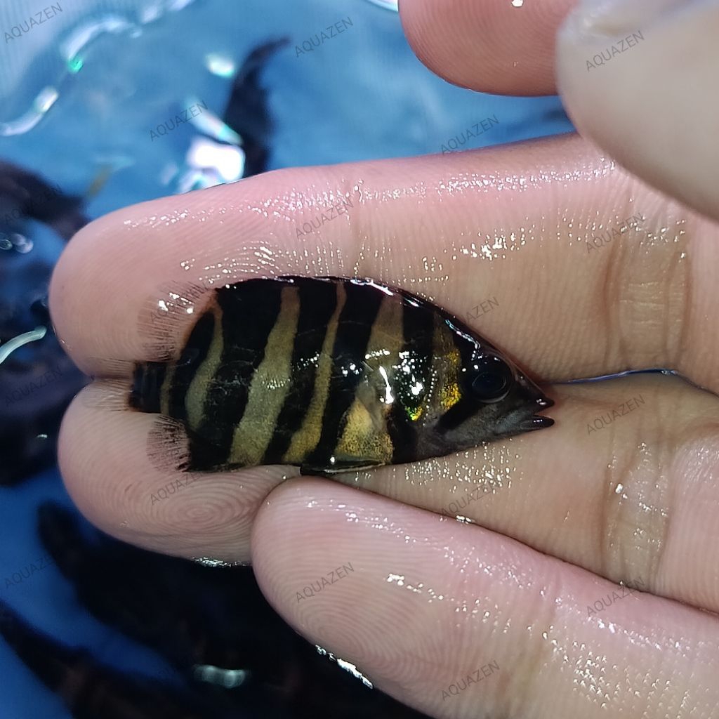 Golden Datz 4 Bar Grade AA CB CN 5-6cm / Datnoid Microlepis